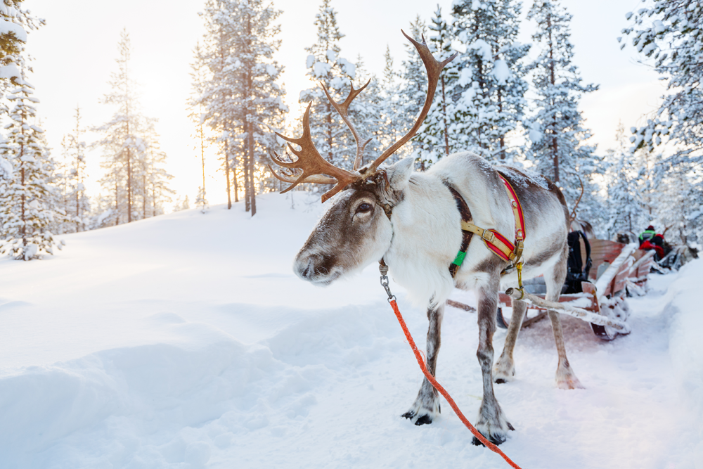 Magical Lapland Holidays